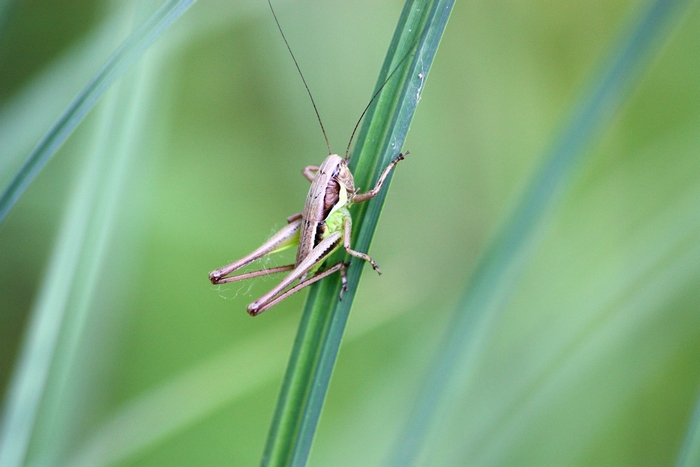 Ninfa di Eupholidoptera sp. maschio